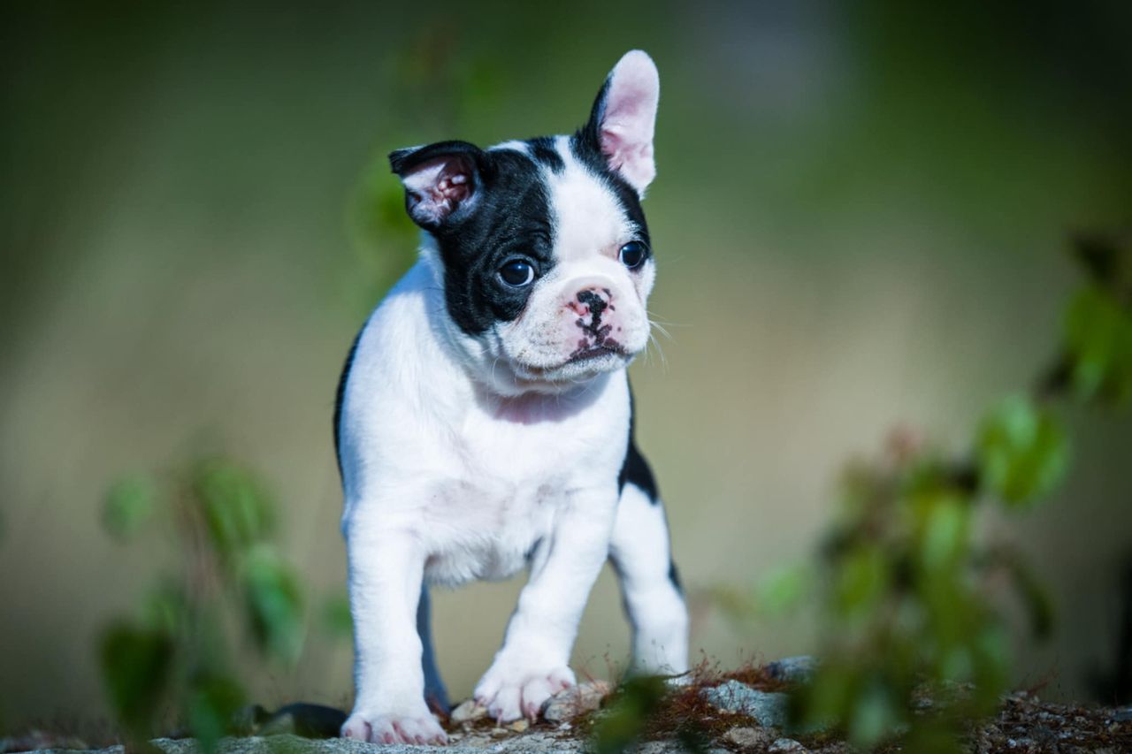 Boston terrier