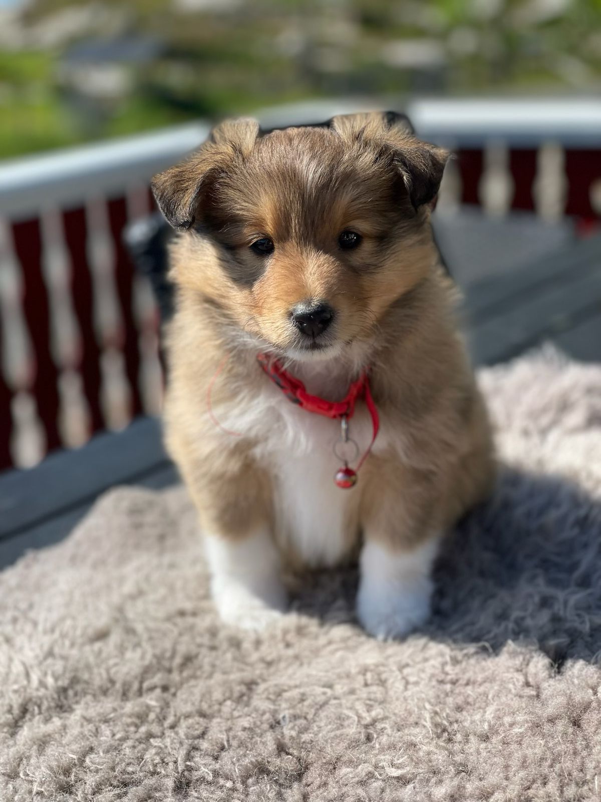 Shetland sheepdog