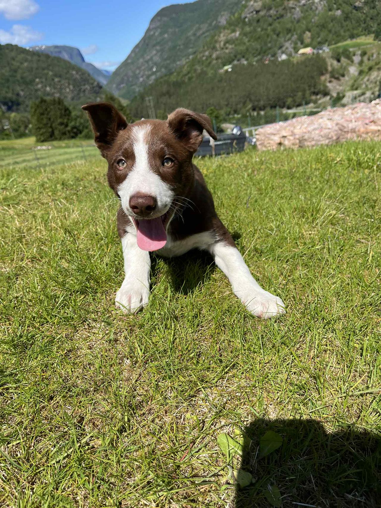 Border collie