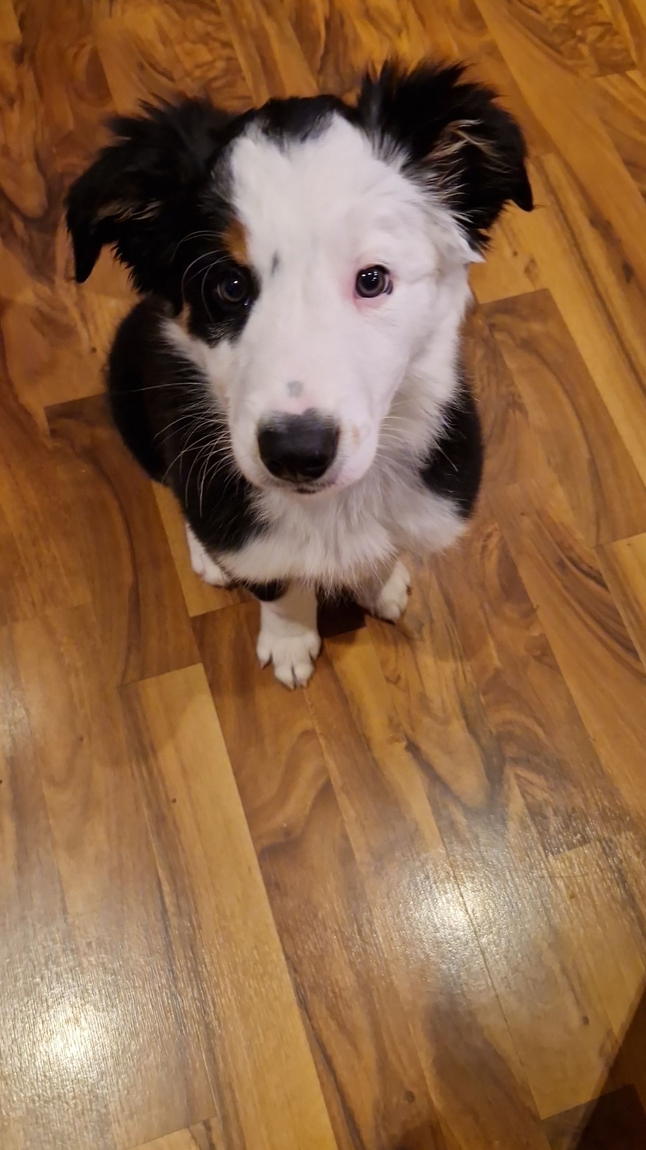Border collie