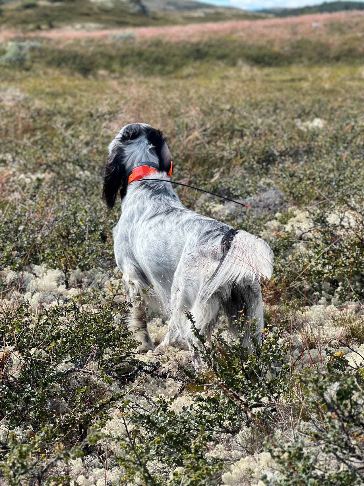 Engelsk setter