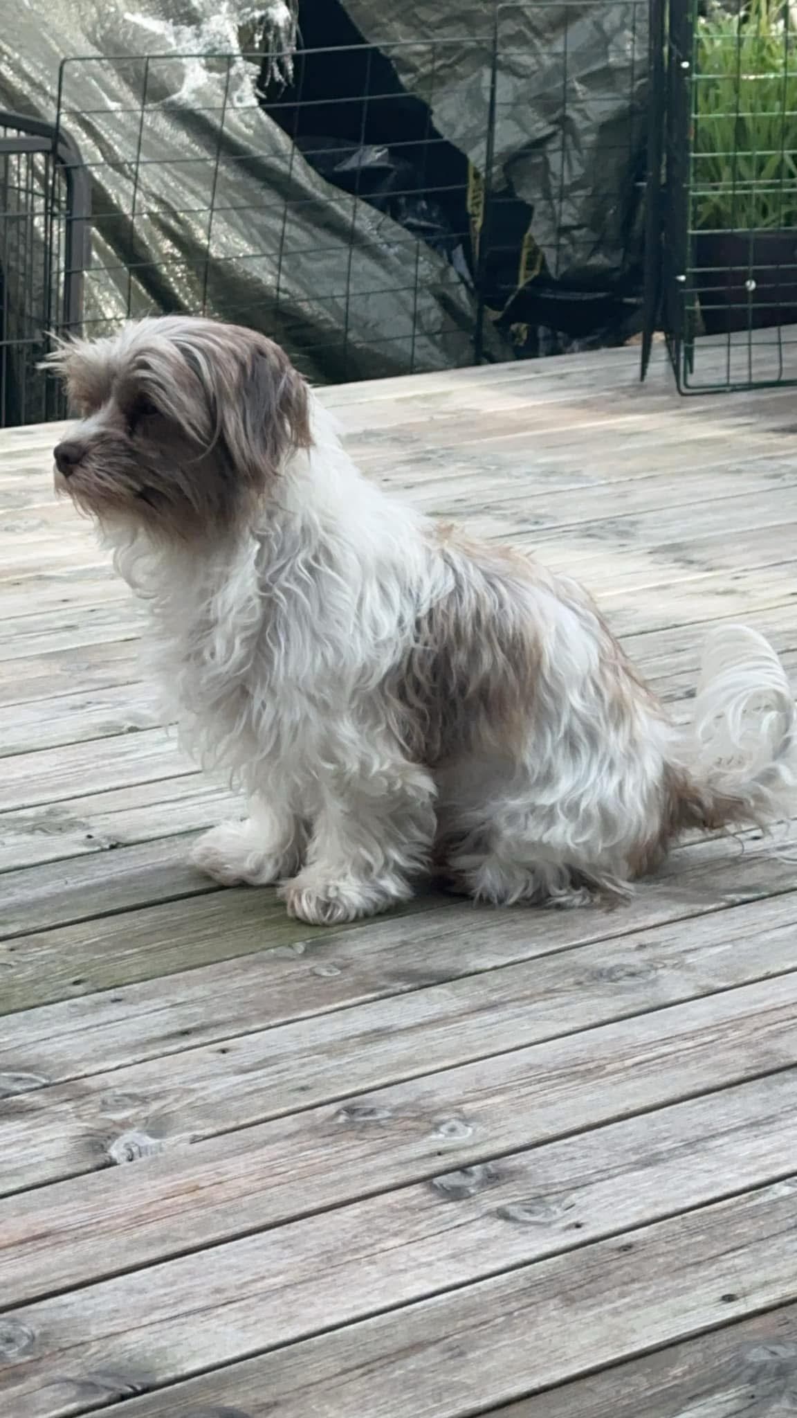 Bichon havanais