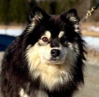 Finsk lapphund