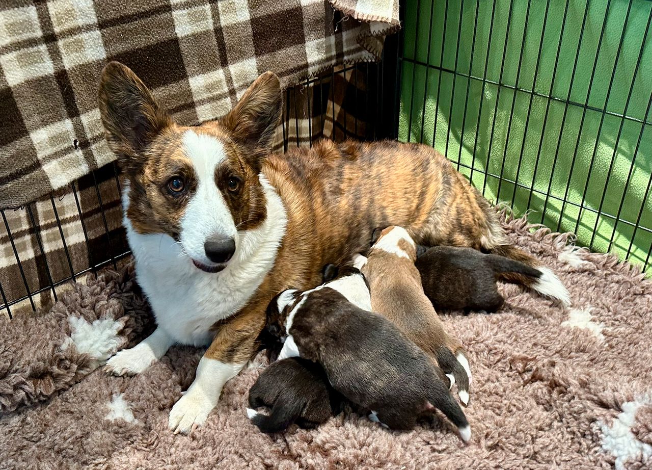Welsh corgi cardigan