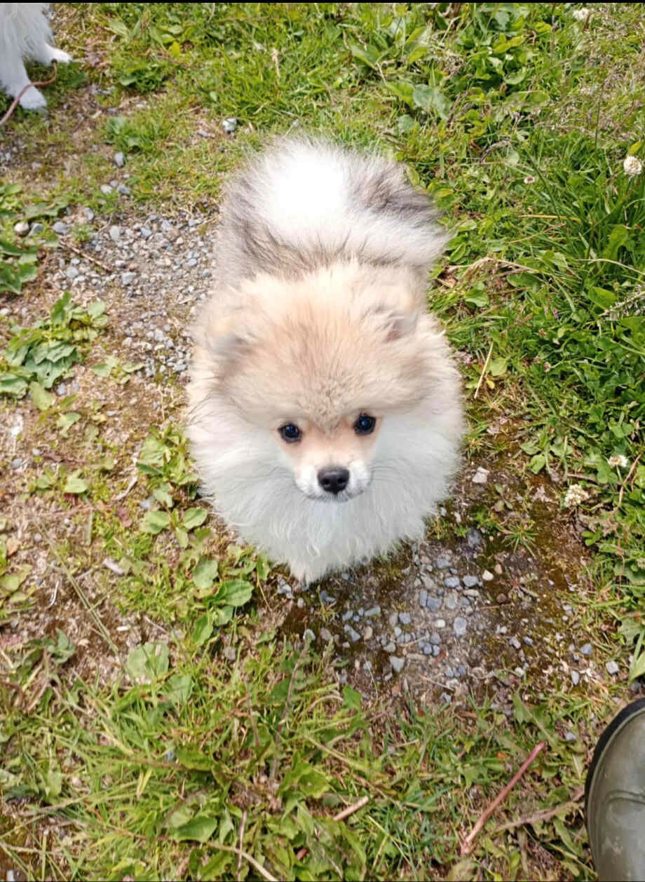 Pomeranian