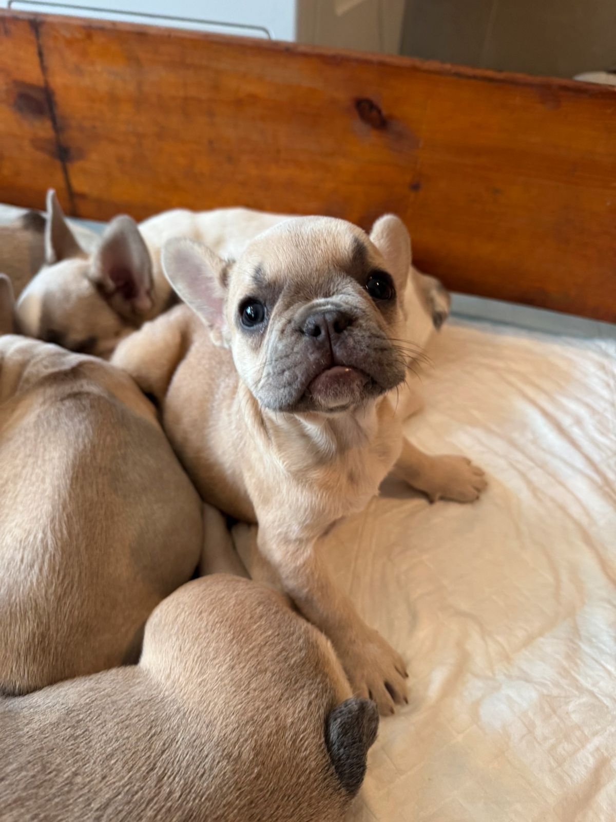 Fransk bulldog