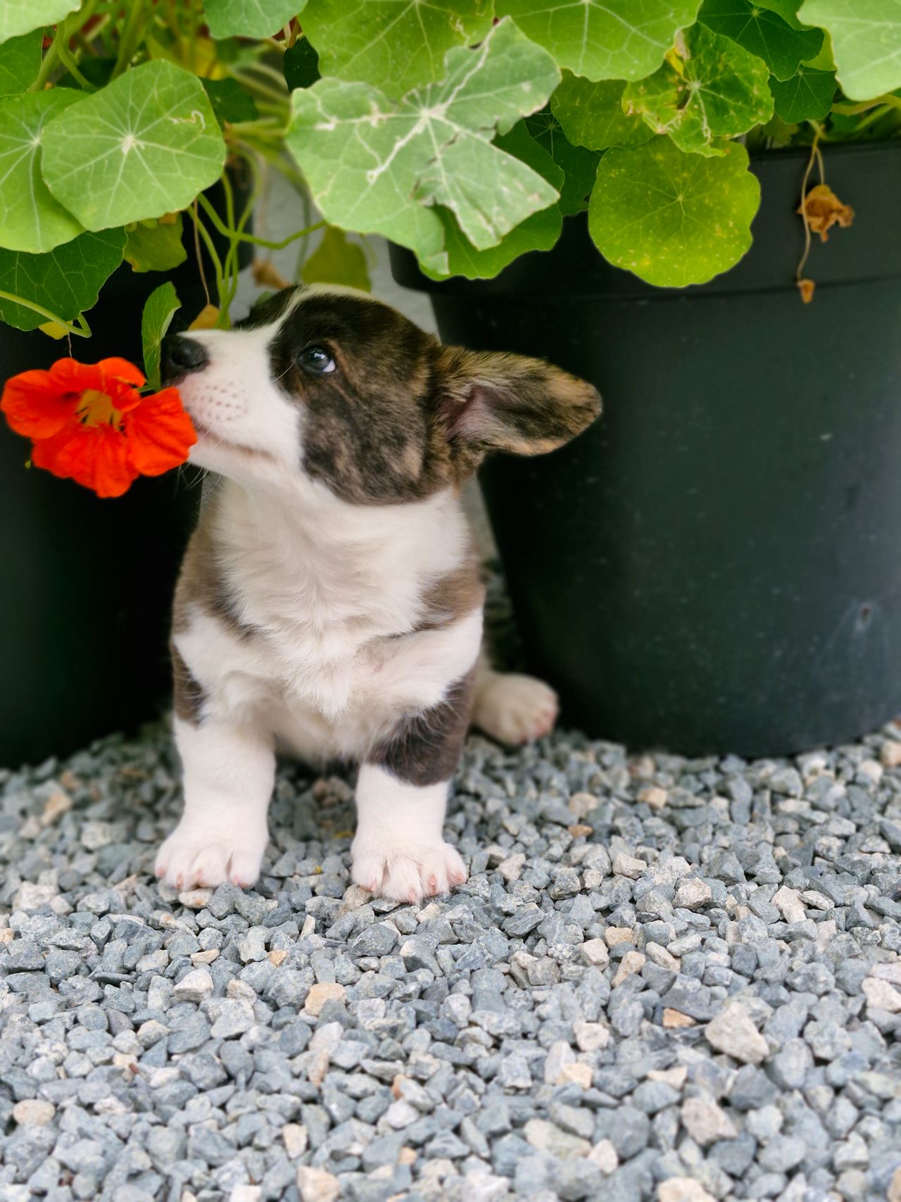 Welsh corgi cardigan