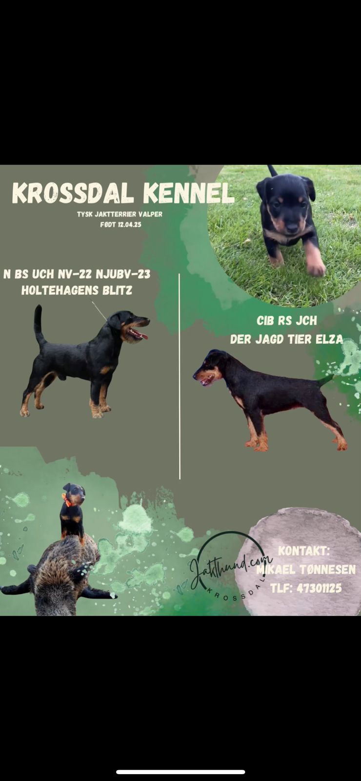Tysk jaktterrier