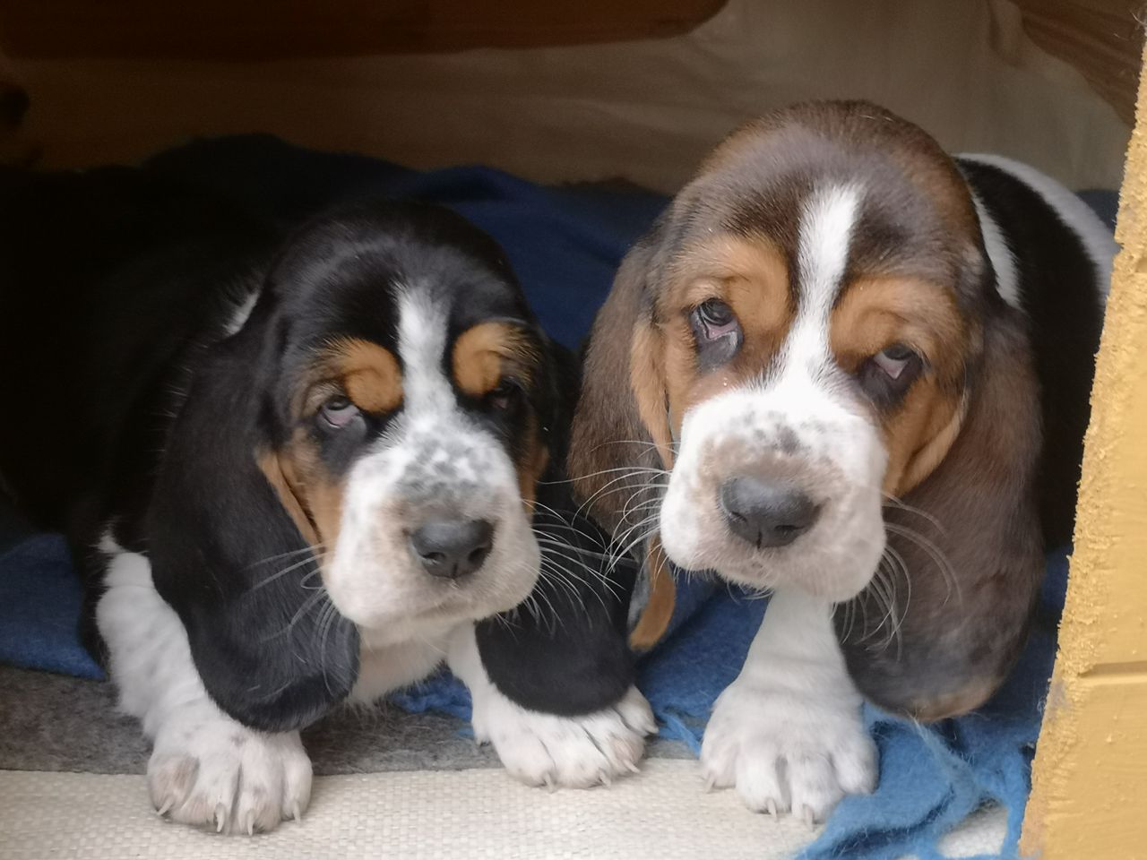 Basset hound
