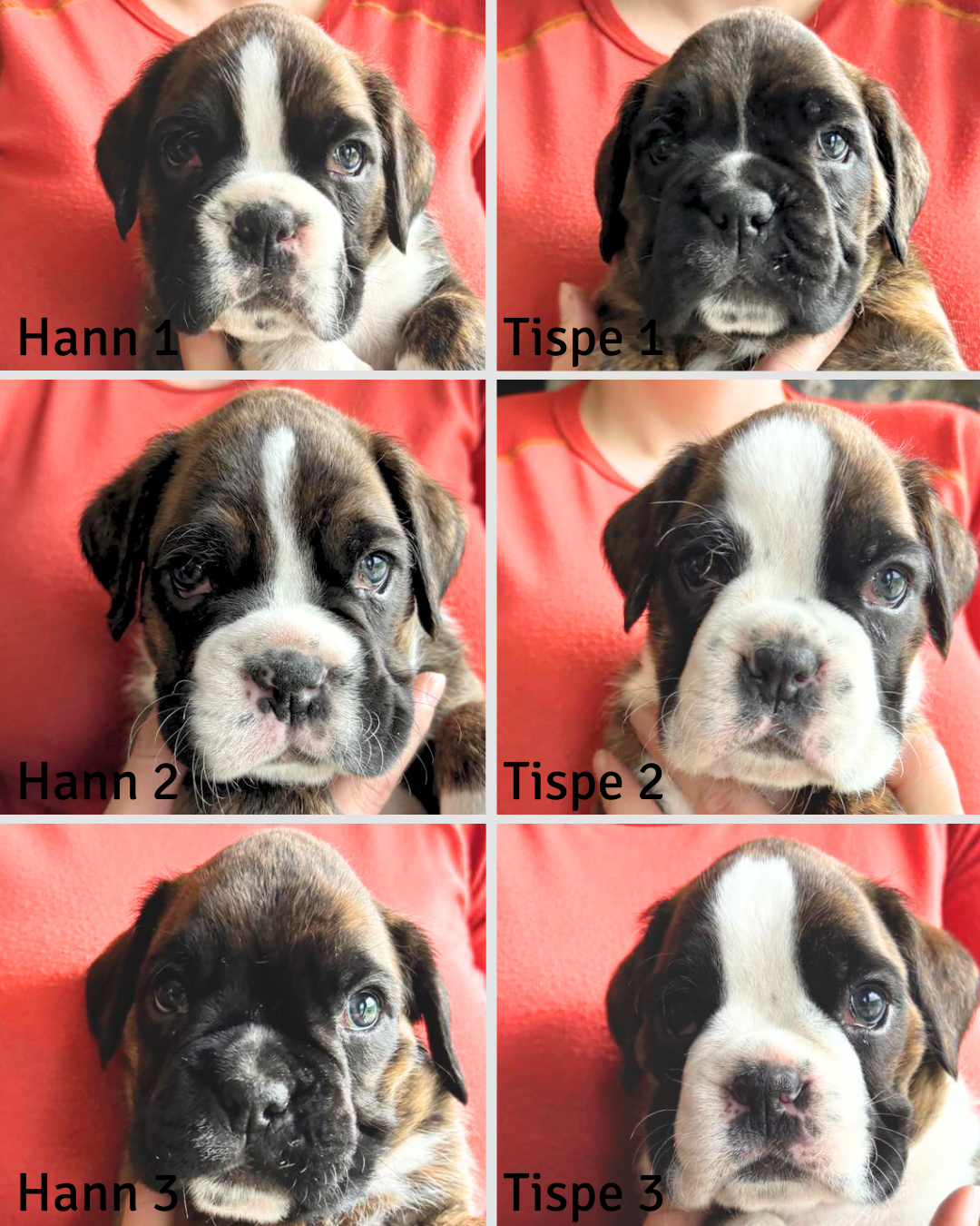 Boxer