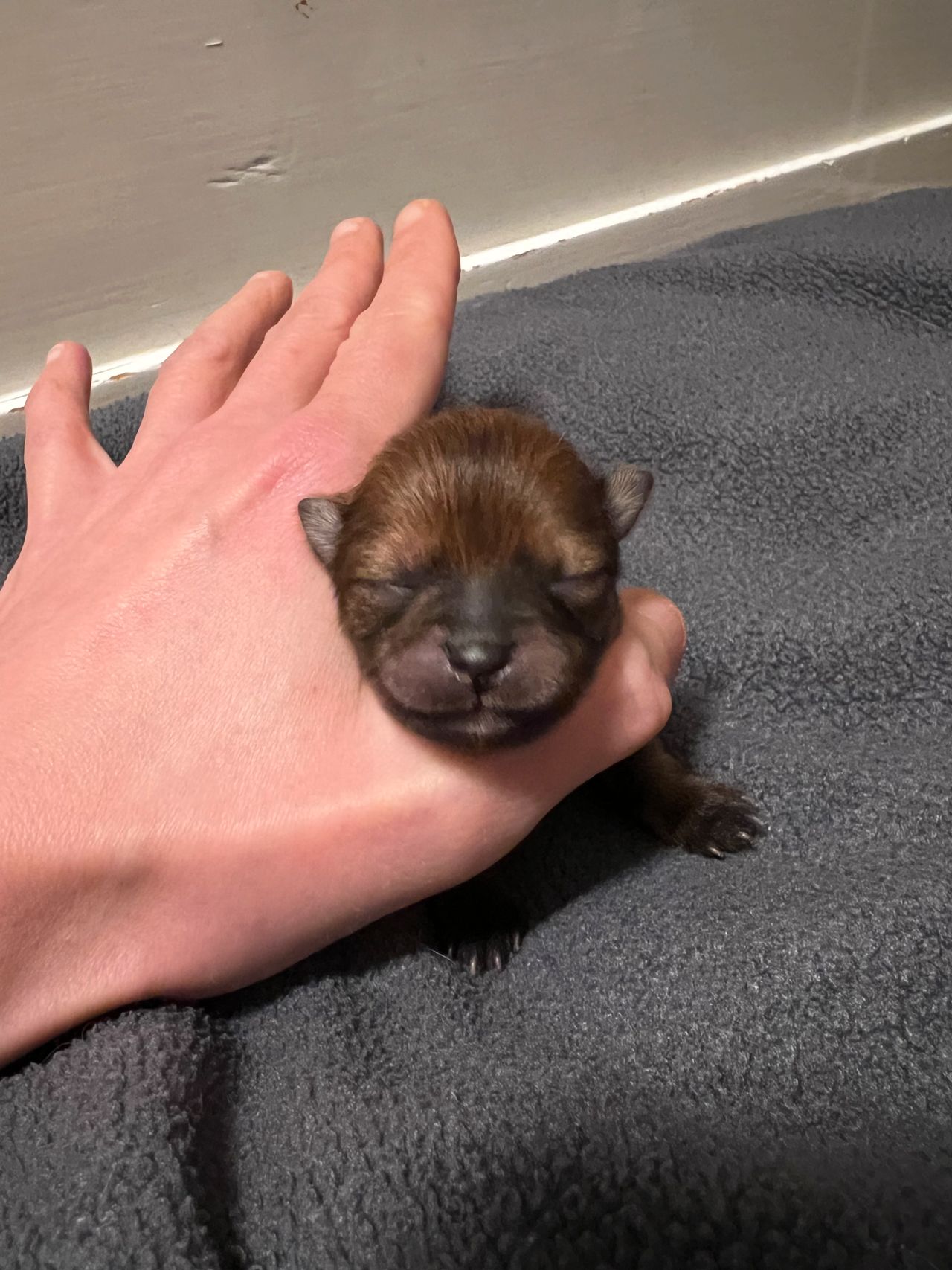 Pomeranian