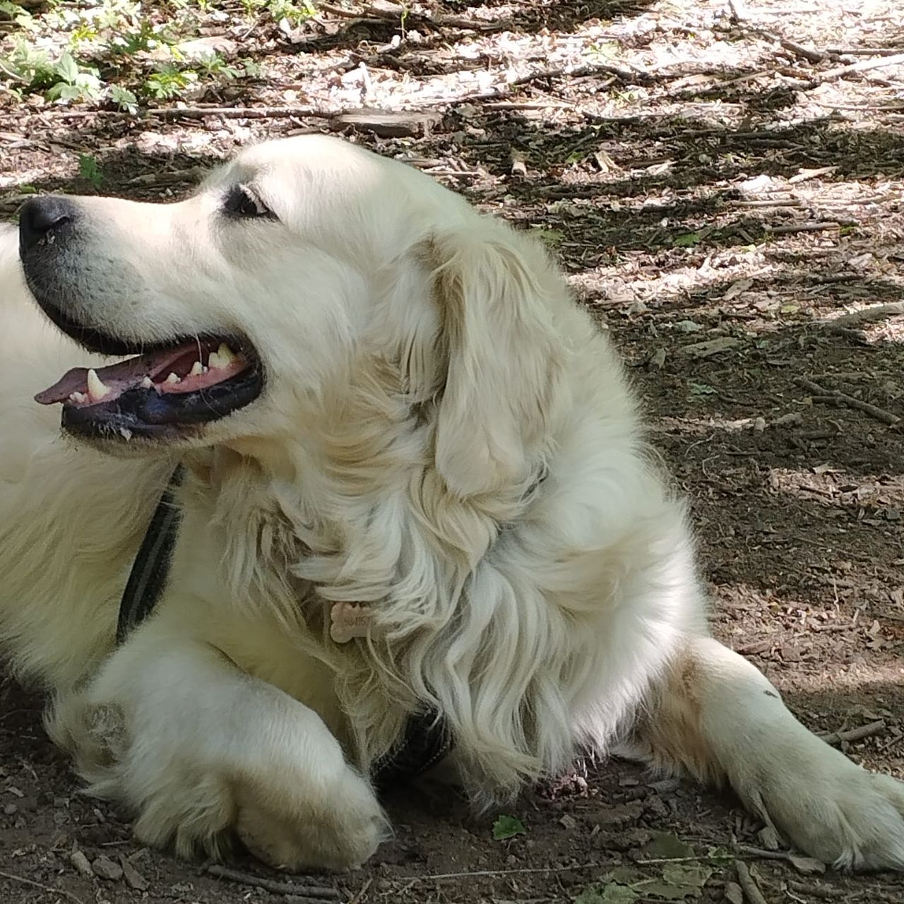 Golden retriever
