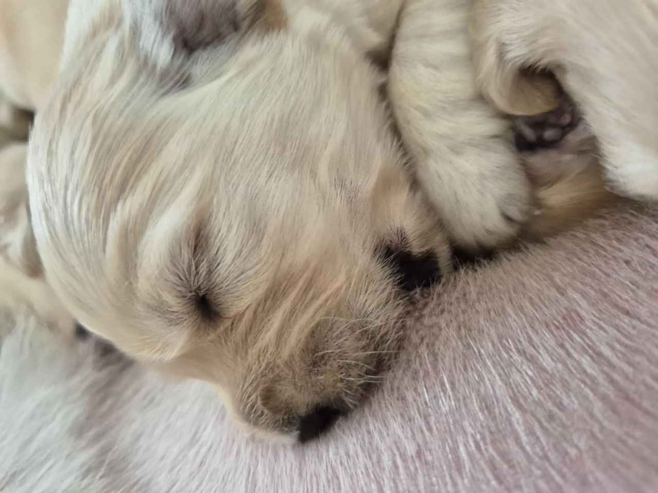 Golden retriever