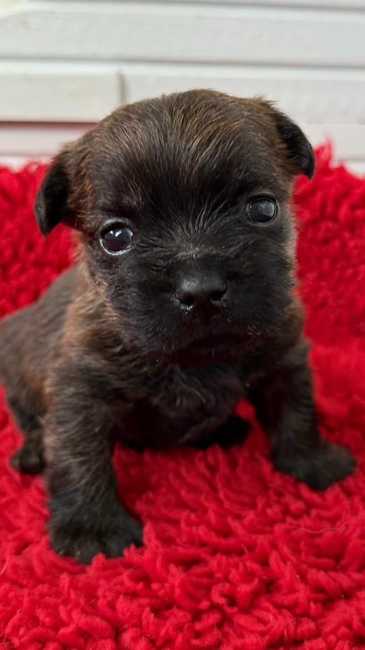 Cairn terrier