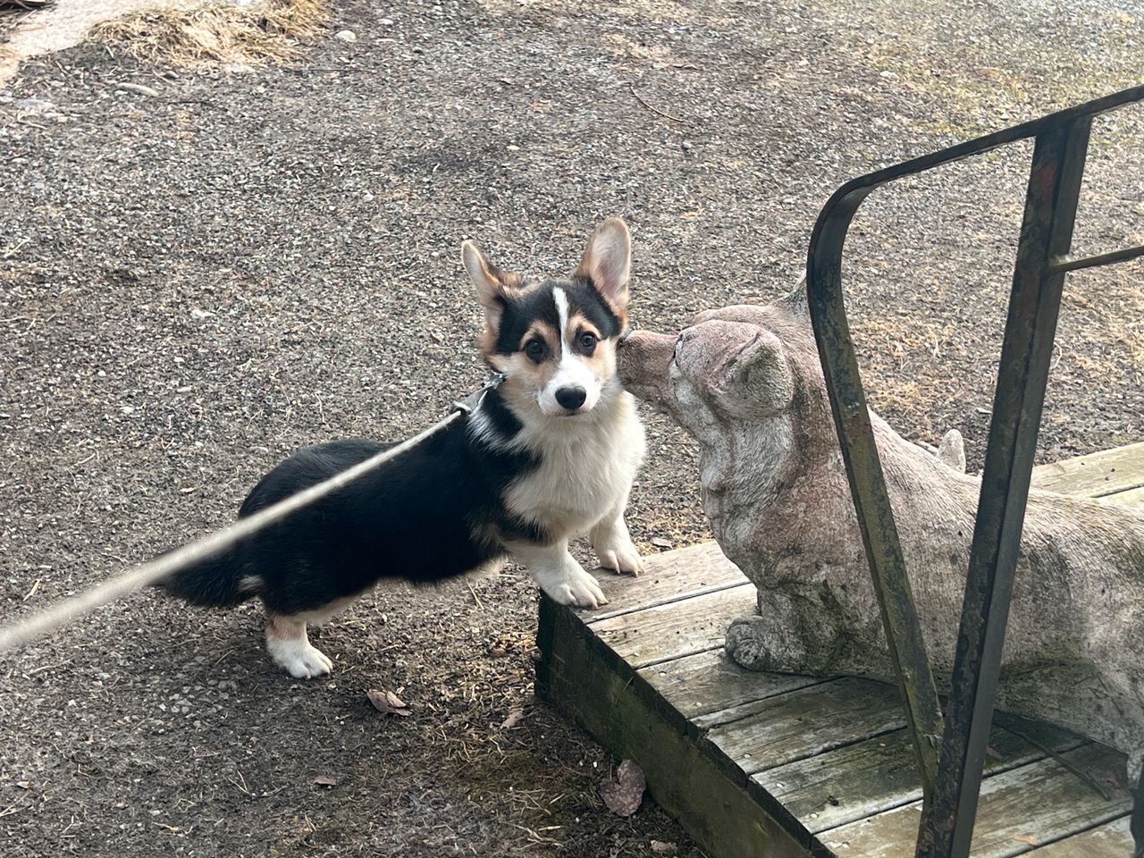 Welsh corgi pembroke