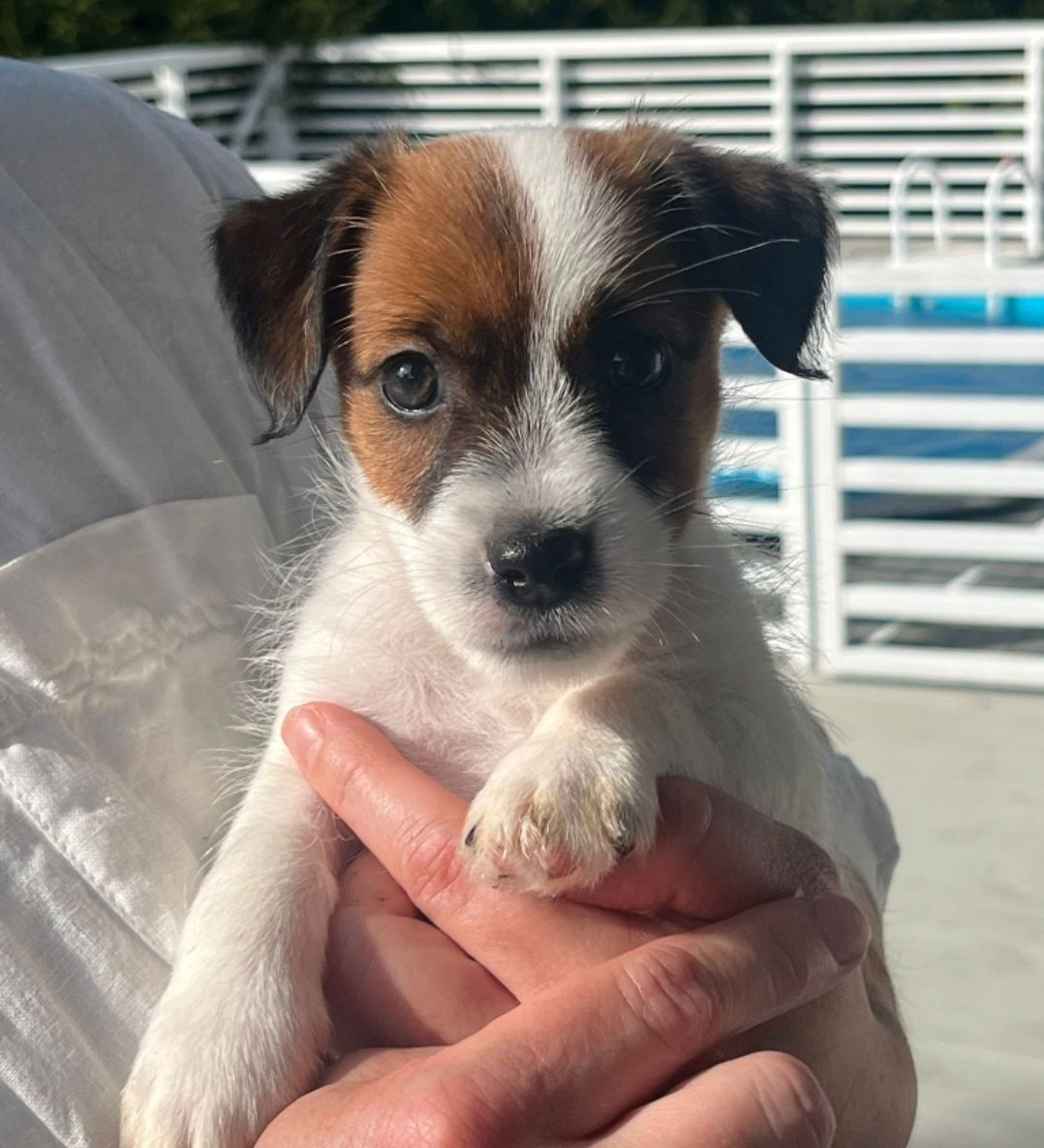 Jack russell terrier