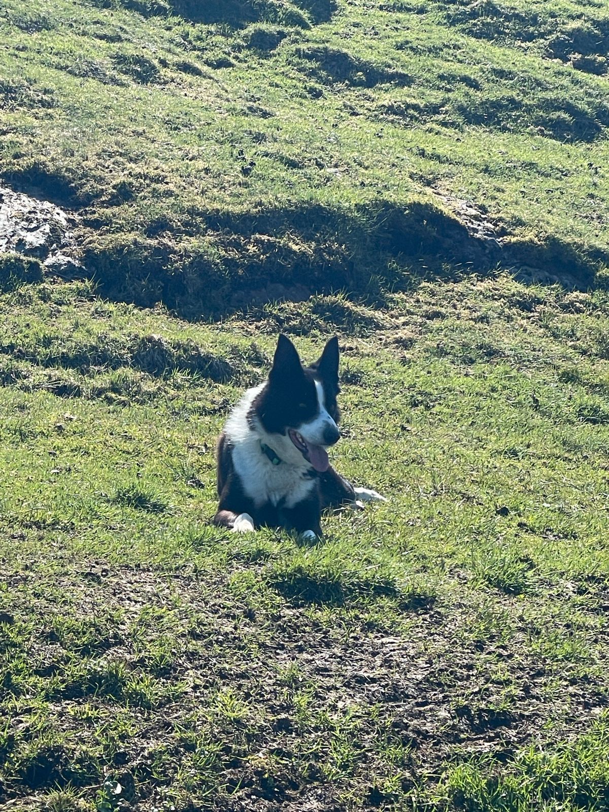 Border collie