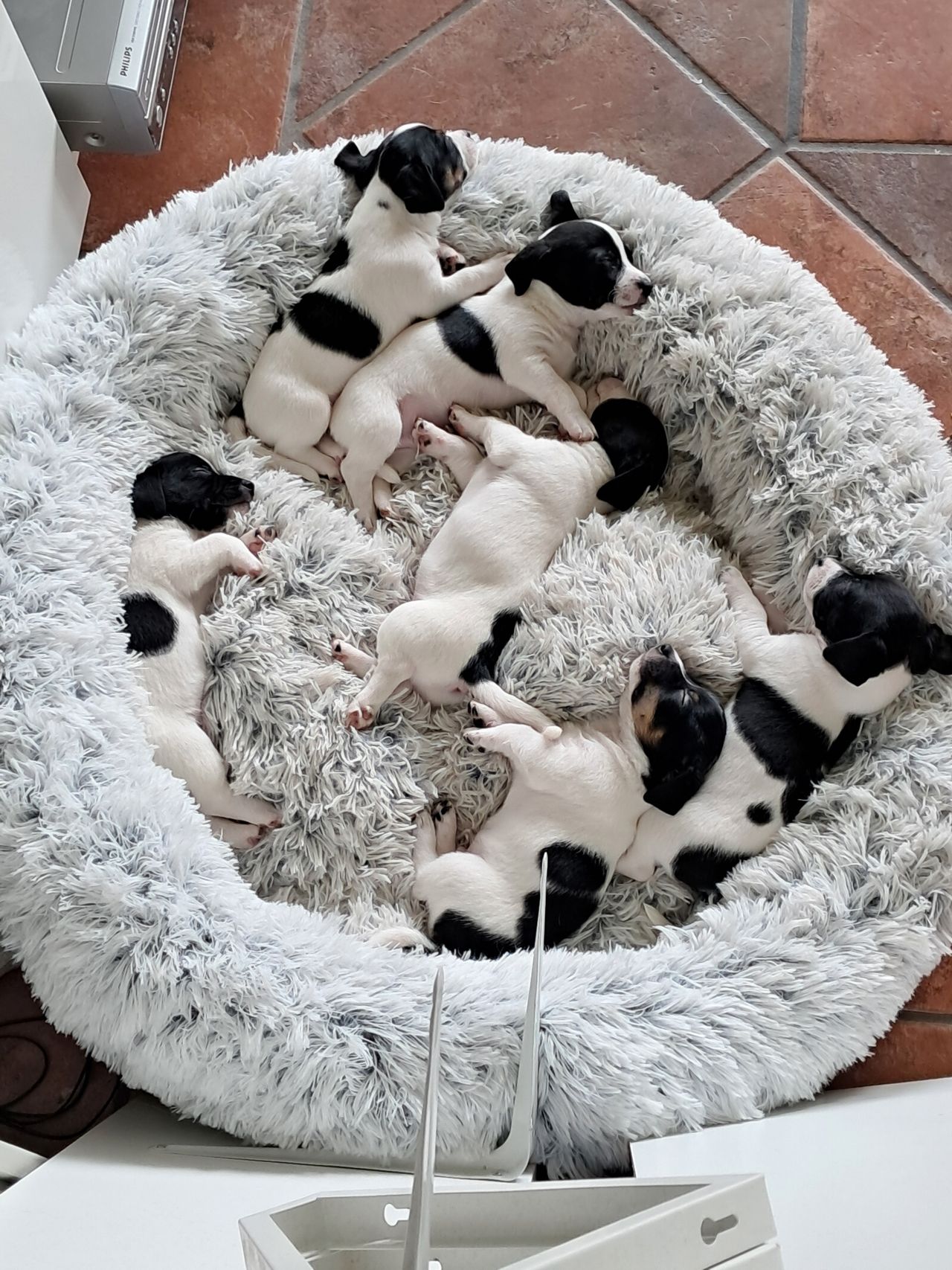 Jack russell terrier