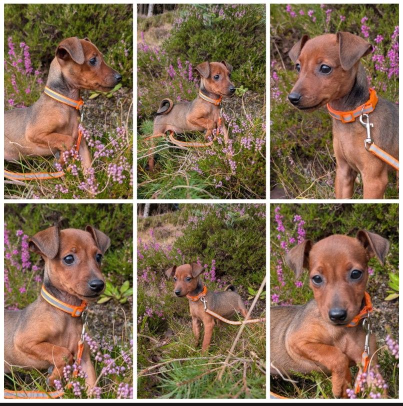 Dvergpinscher