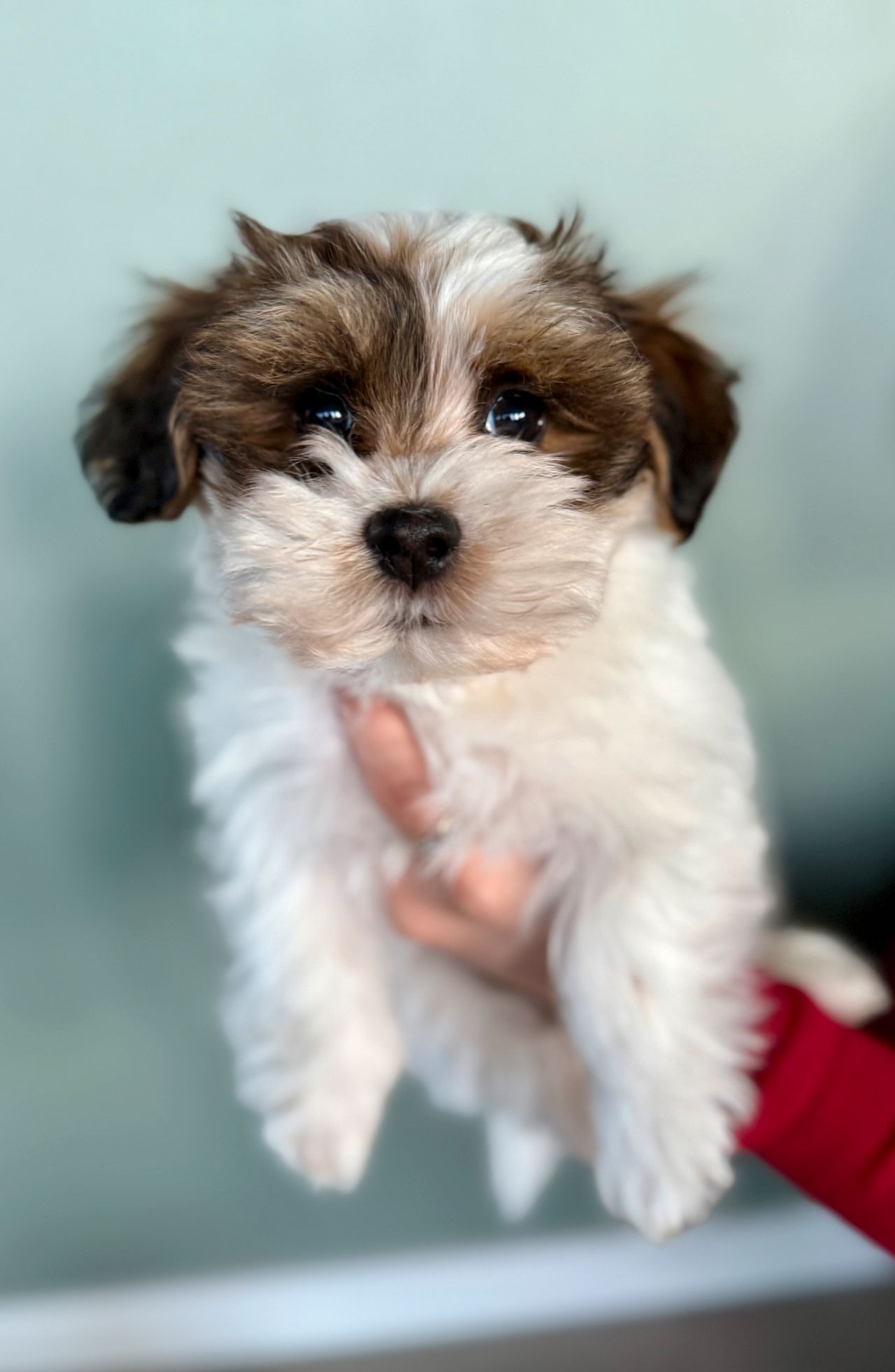 Bichon havanais