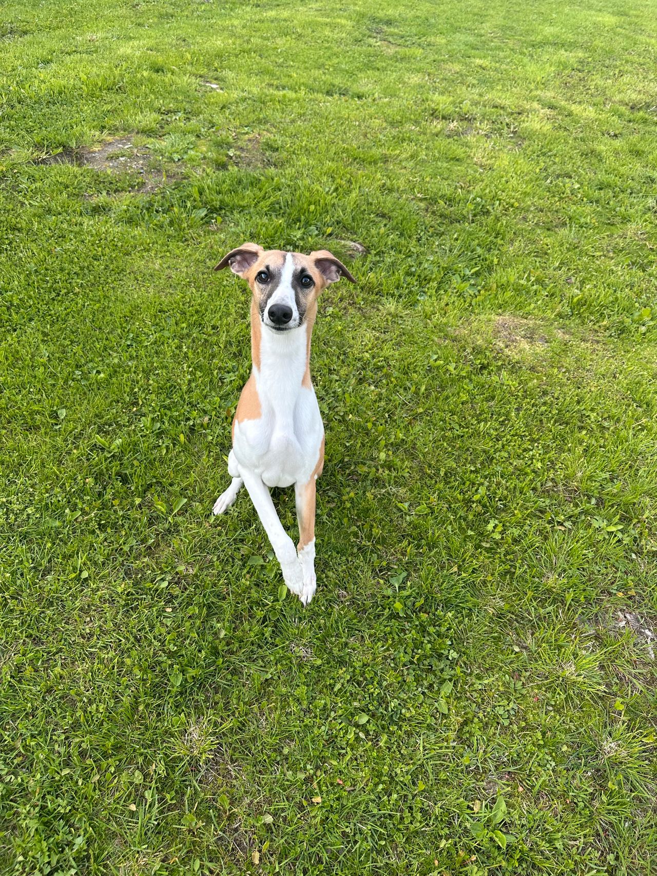 Whippet