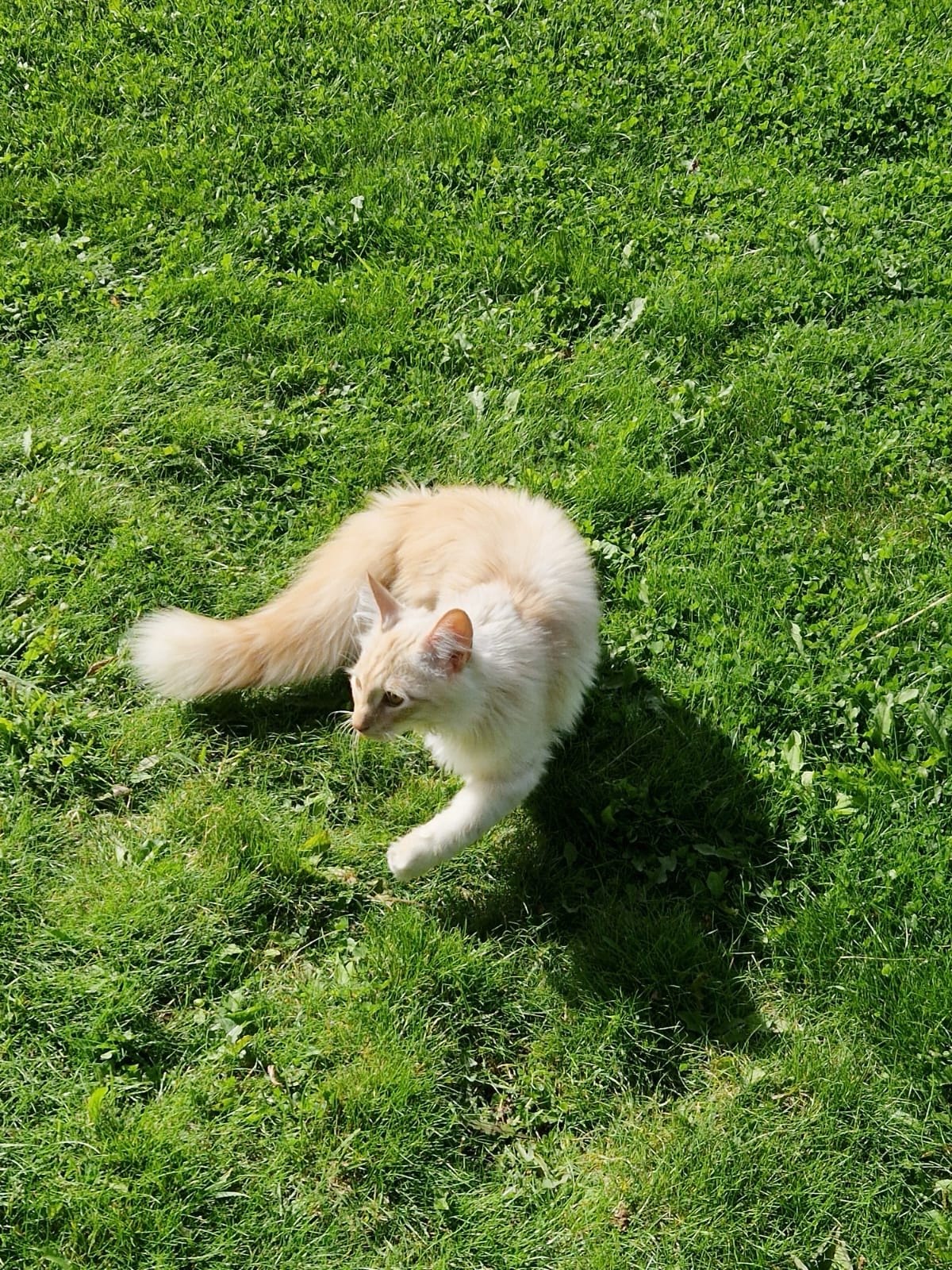 Beautiful and Affectionate Cat Looking for a Loving Home 🐾 | FINN-torget - We Are Looking For A Loving