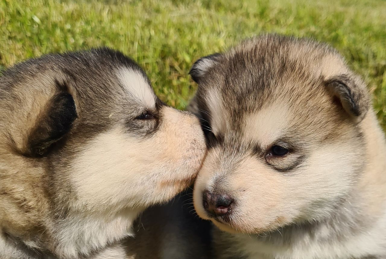 Alaskan malamute
