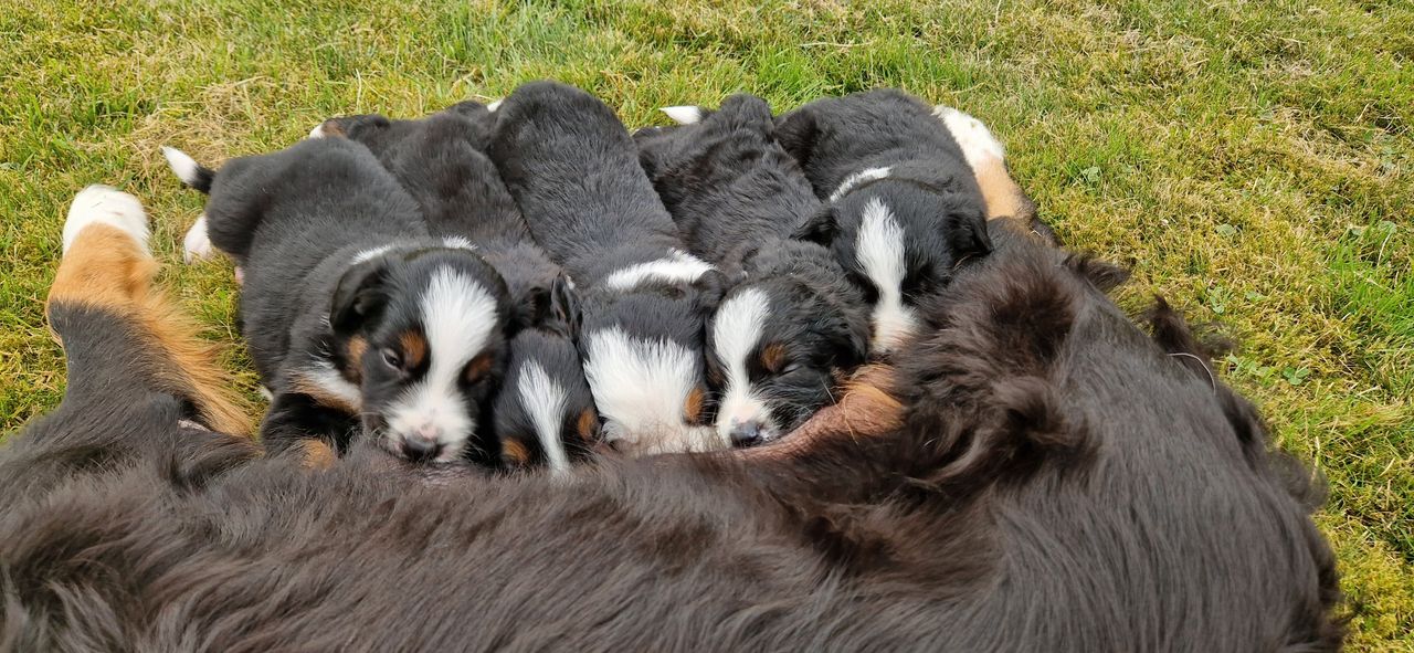 Border collie