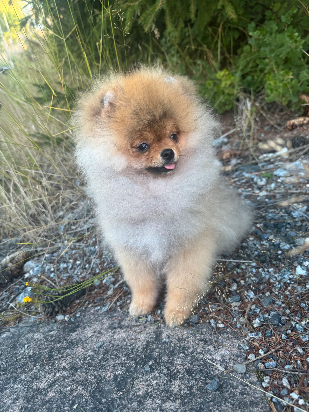 Pomeranian