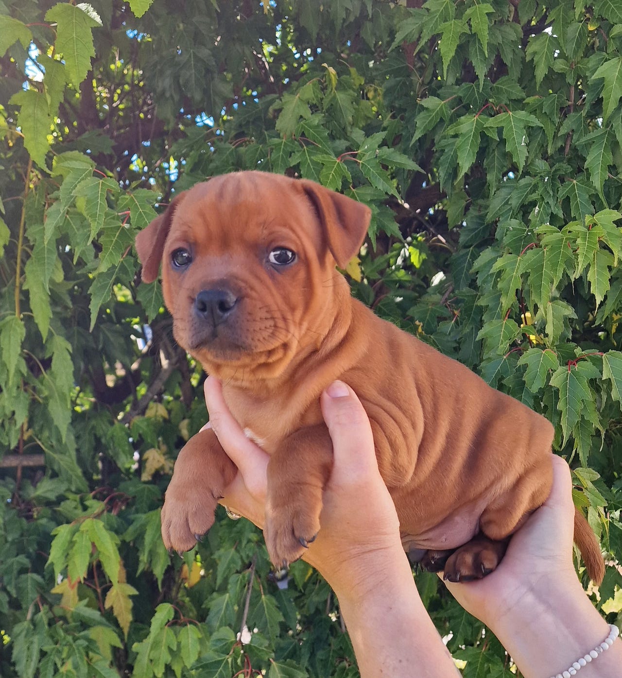 Staffordshire bull terrier