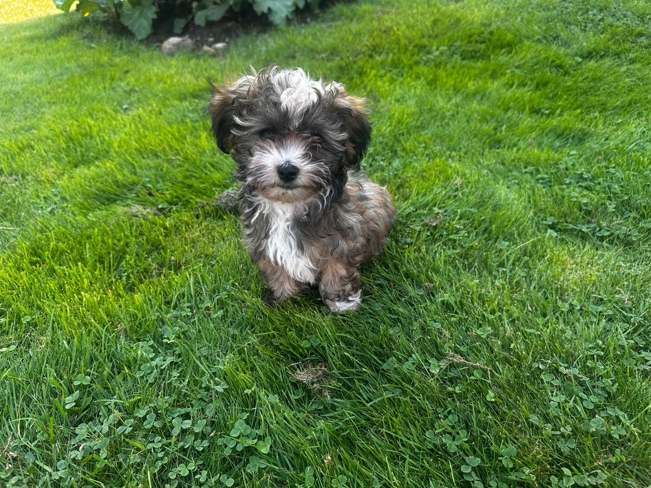 Bichon havanais