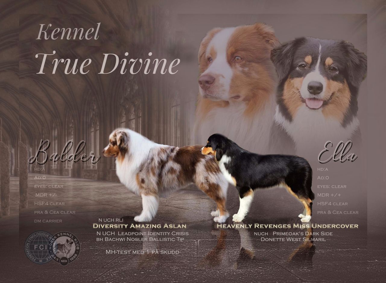 Australian shepherd