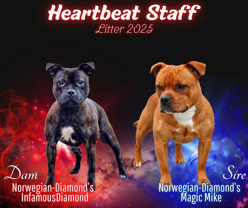 Staffordshire bull terrier