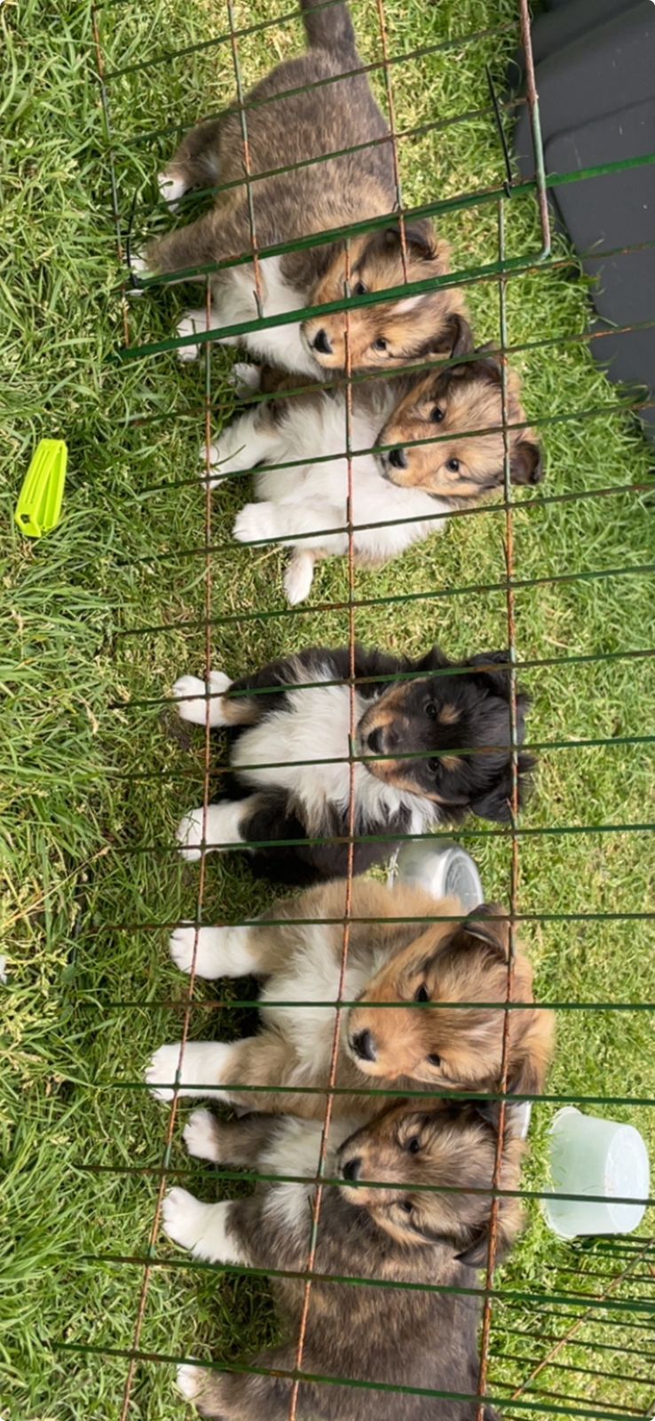 Shetland sheepdog