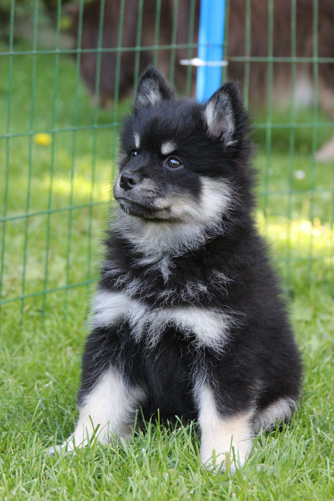 Finsk lapphund