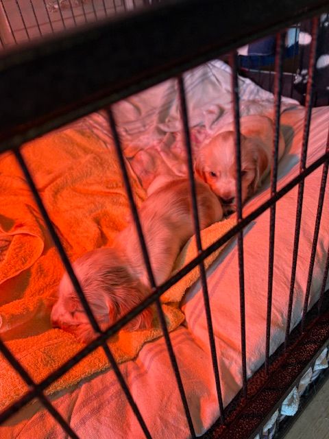Cocker spaniel