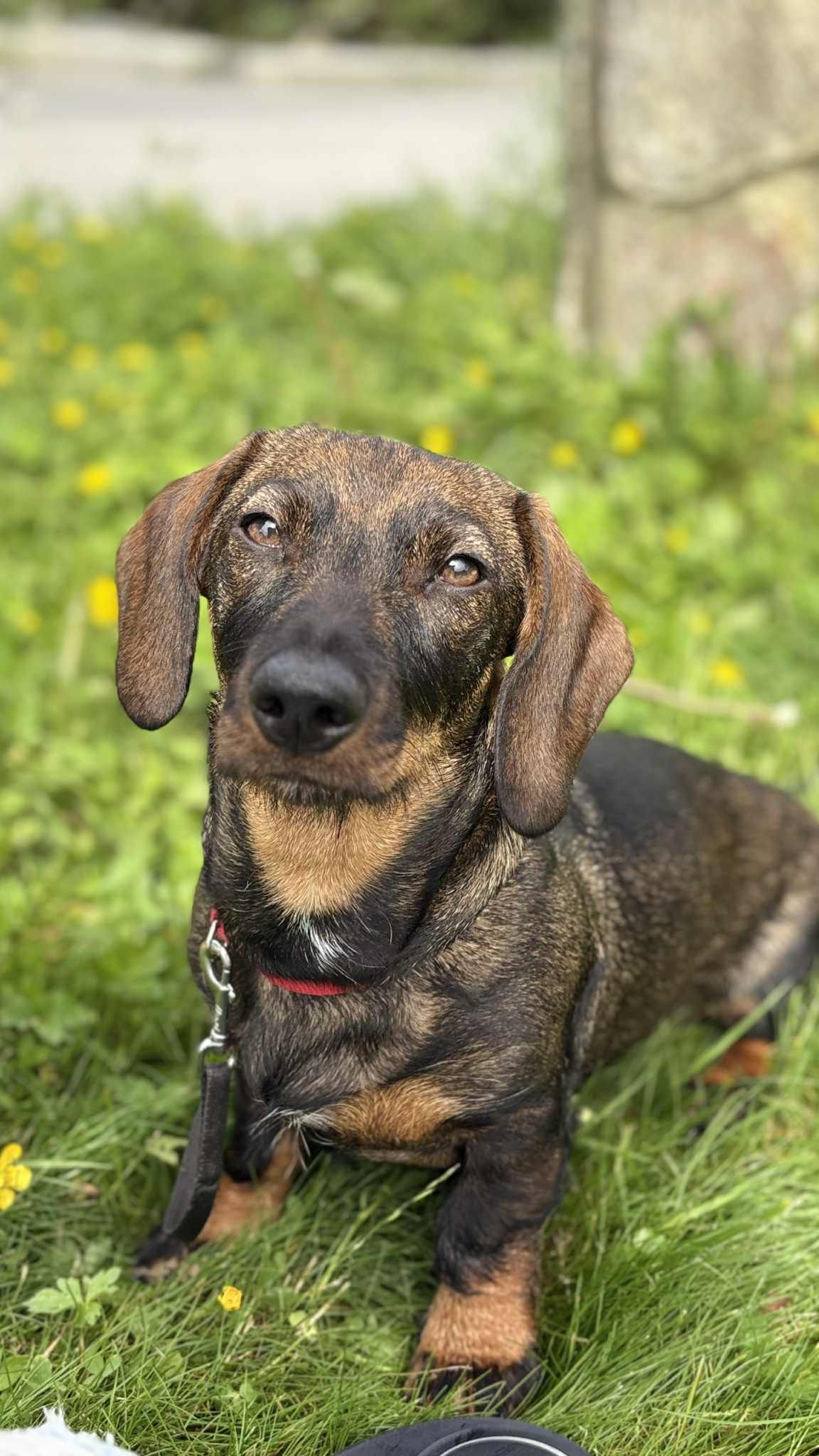 Dachshund strihåret