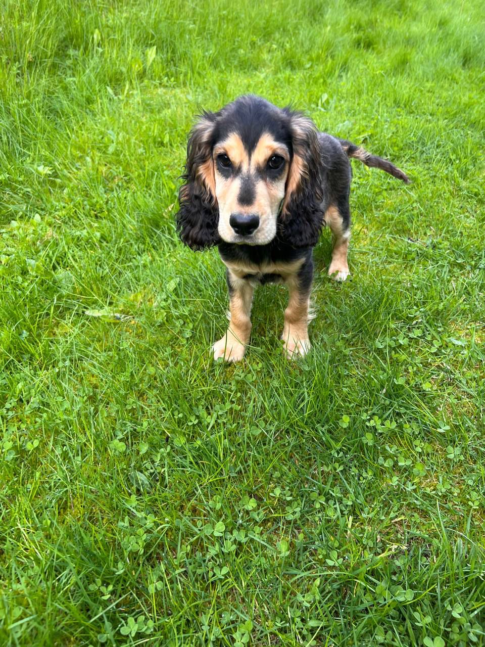 Cocker spaniel