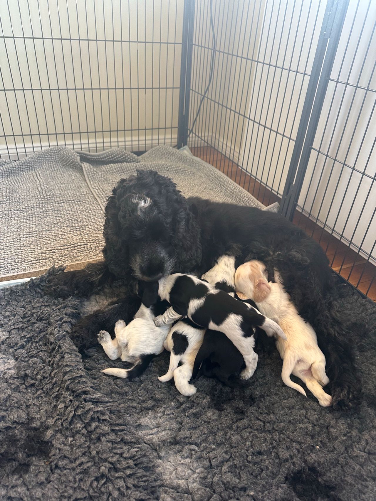 Cocker spaniel