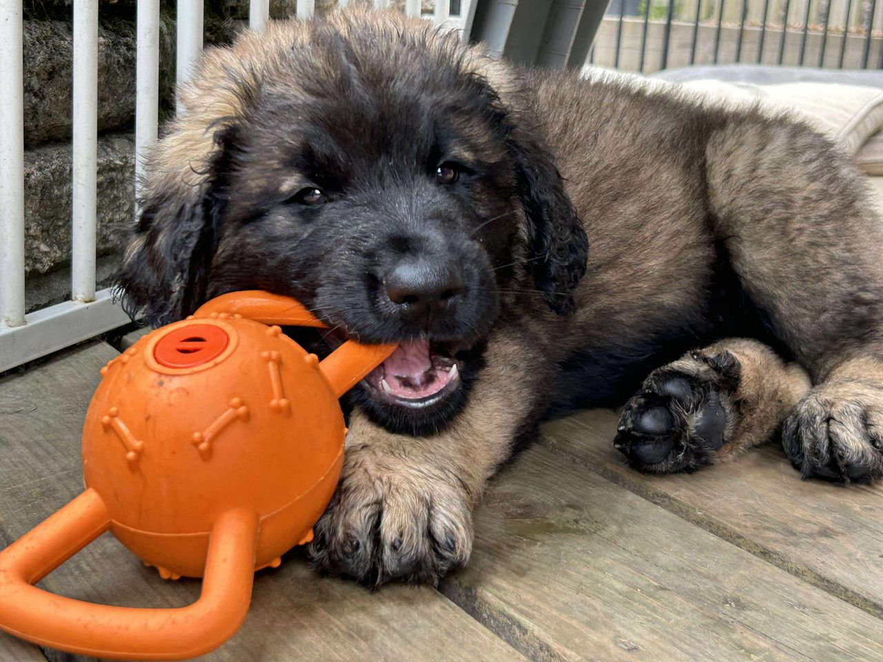 Leonberger