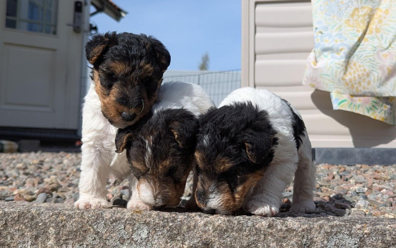 Fox terrier ruhåret
