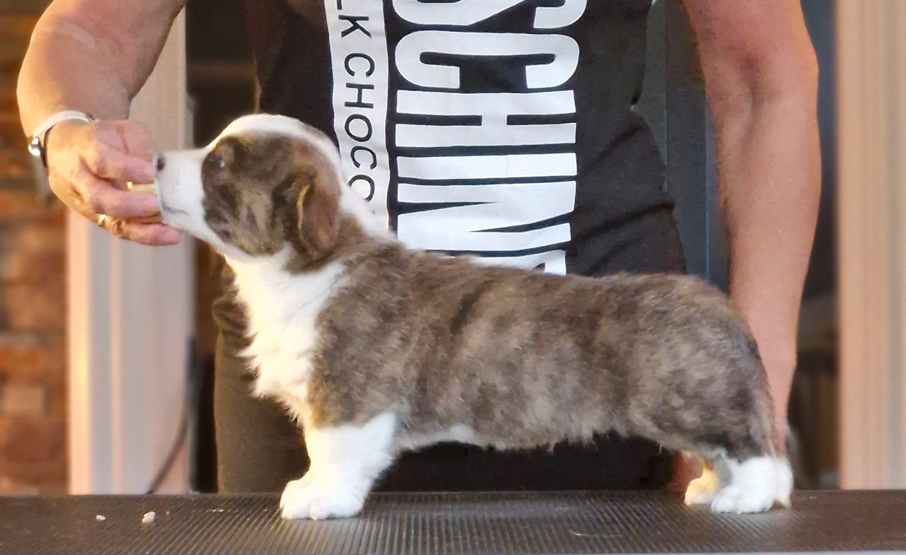 Welsh corgi cardigan