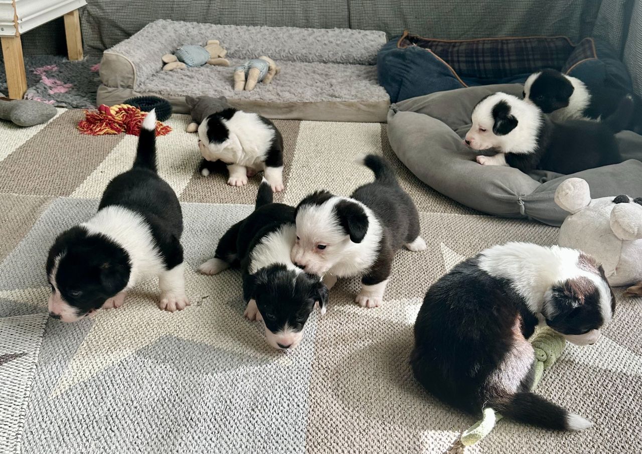 Welsh corgi cardigan