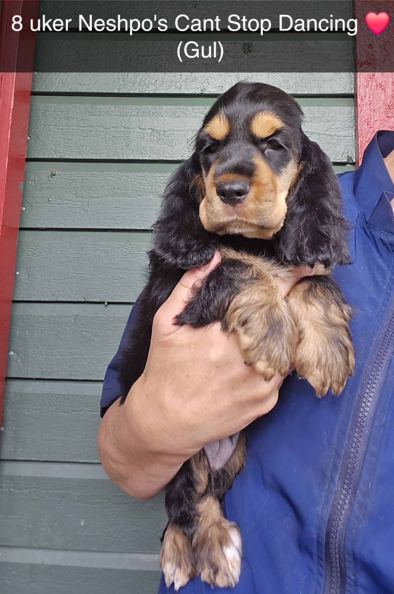 Cocker spaniel