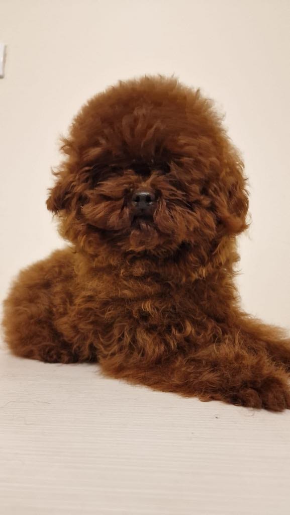 Toy puddel