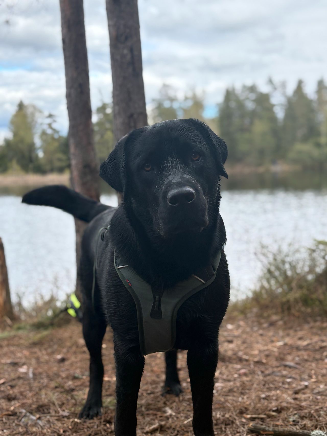 Labrador retriever
