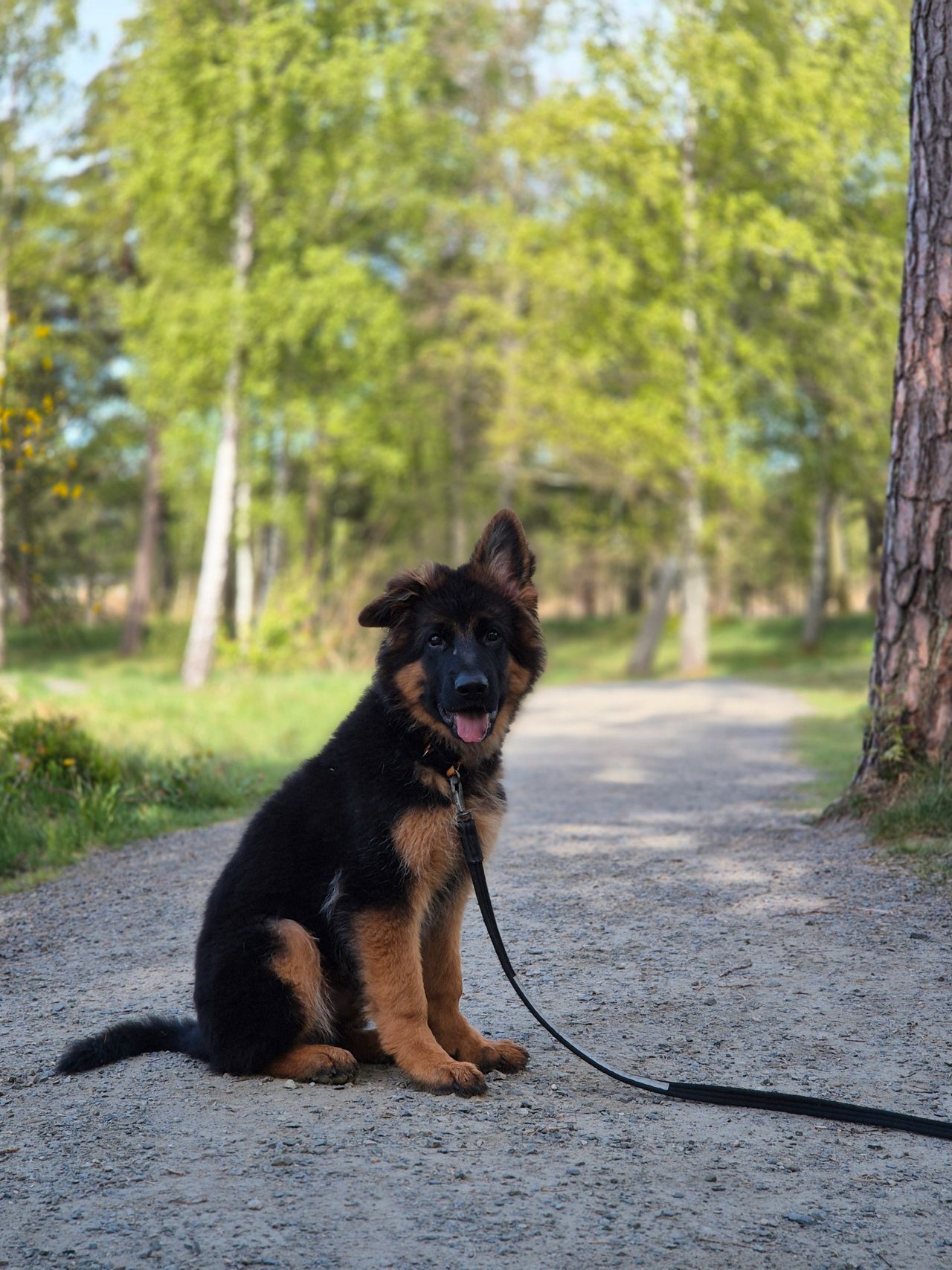 Schäferhund langhår