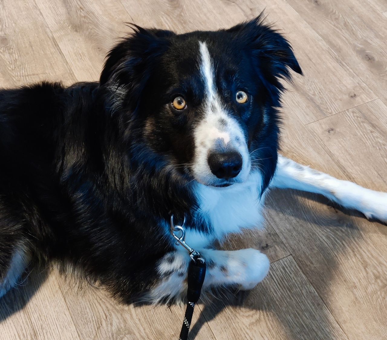 Border collie