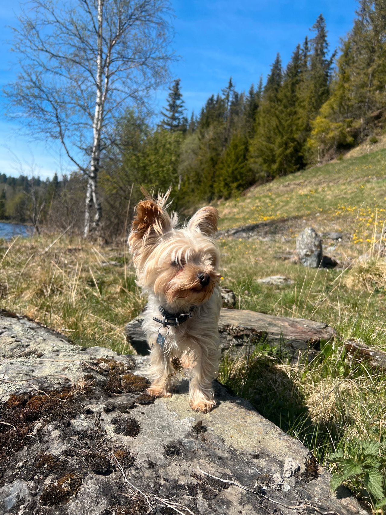 Yorkshire terrier