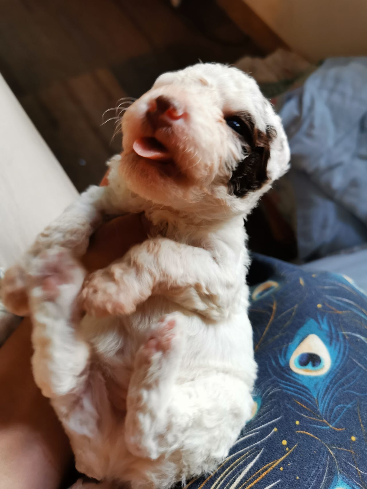 Spansk vannhund